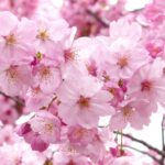 5 viaggi da fare in primavera