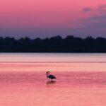 cosa vedere in camargue sguardi dal mondo agenzia viaggi taranto