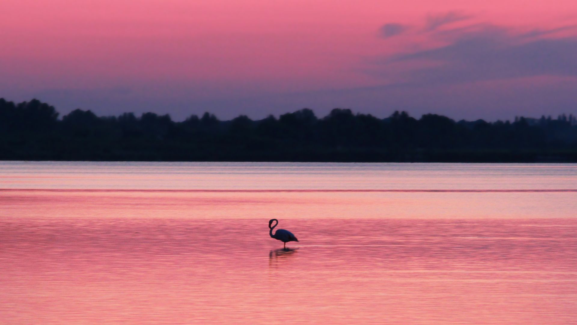 cosa vedere in camargue sguardi dal mondo agenzia viaggi taranto