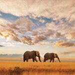 safari in kenya