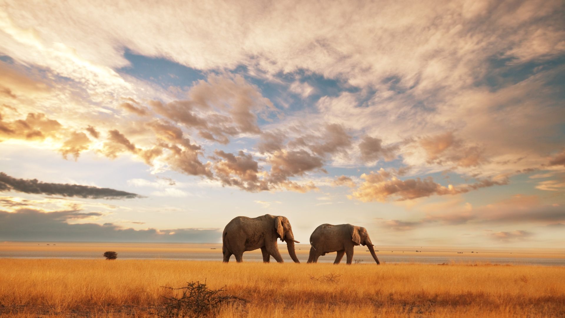 safari in kenya