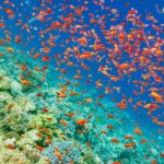 Snorkeling a Sharm el Sheikh
