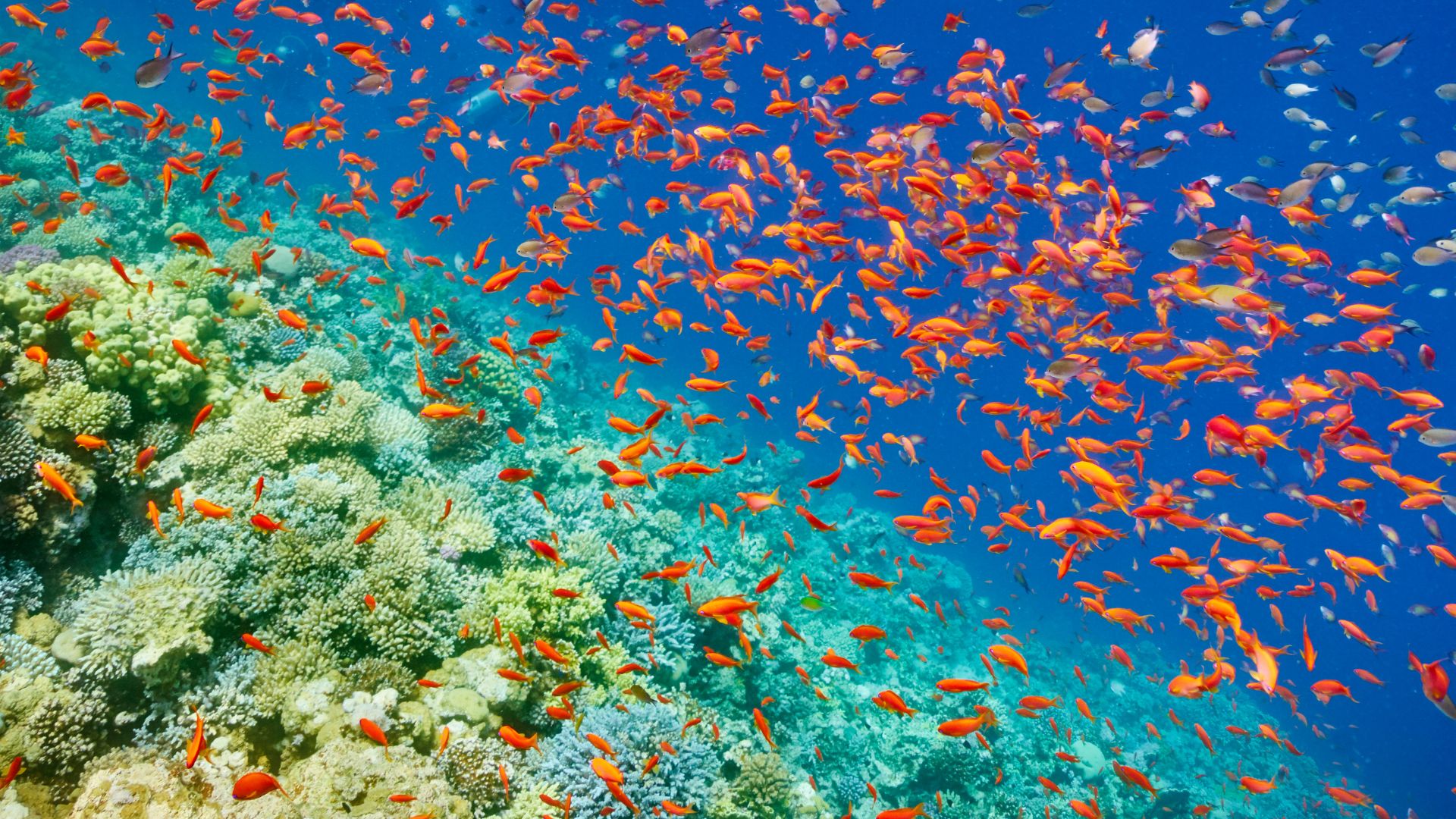 Snorkeling a Sharm el Sheikh