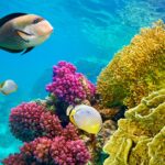 cosa fare a sharm el sheikh