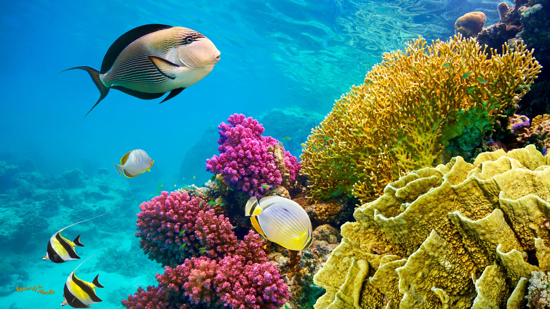 cosa fare a sharm el sheikh